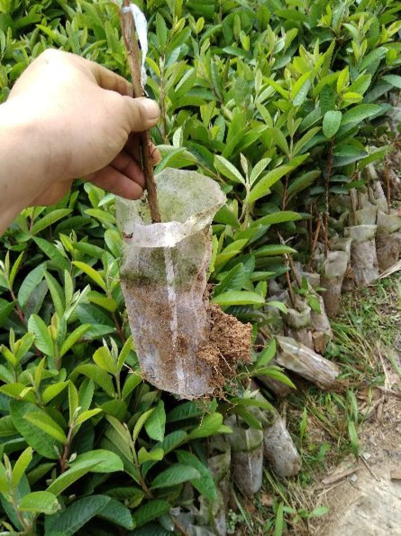 红心番石榴苗