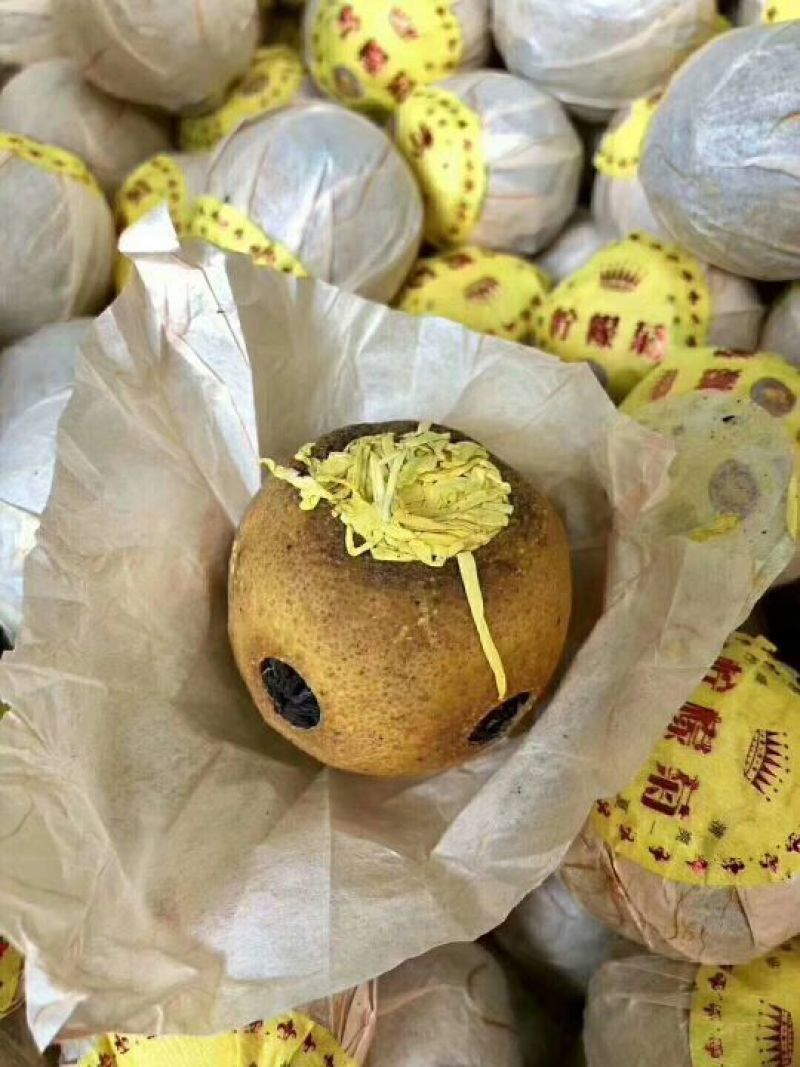 正宗金丝柠檬菊