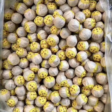 正宗金丝柠檬菊