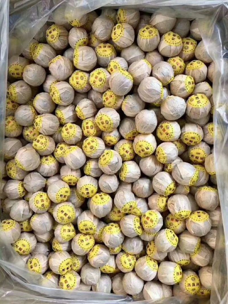 正宗金丝柠檬菊