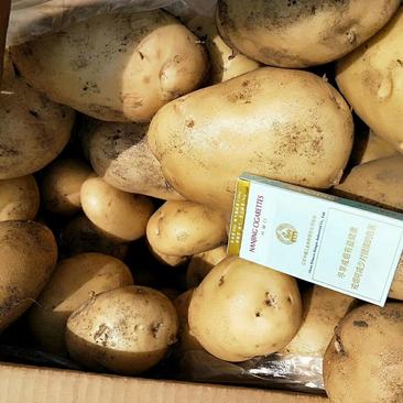 【精品黄心土豆】中薯五号，产区大量现货供应，保质保量