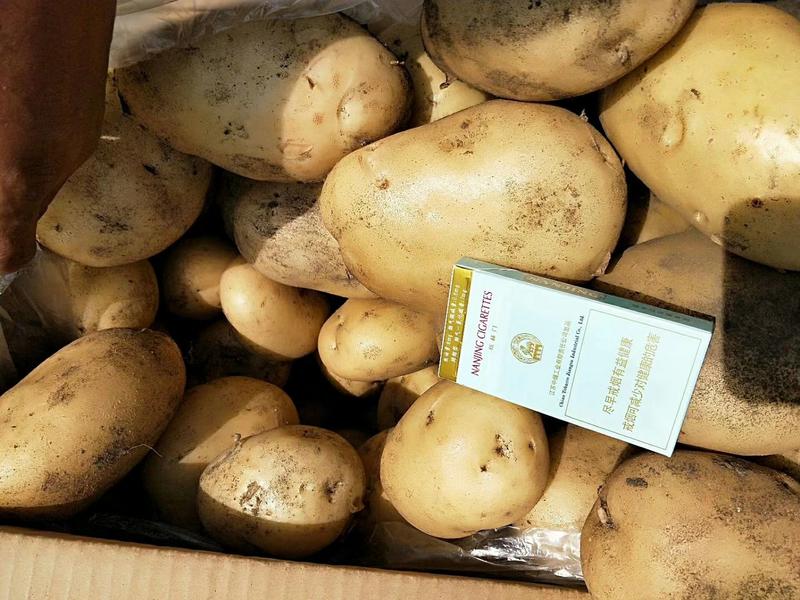 【精品黄心土豆】中薯五号，产区大量现货供应，保质保量