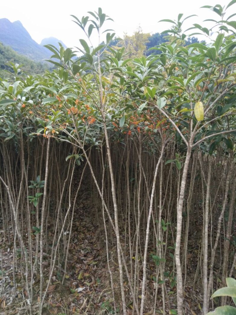 丹桂广西桂林大量供应！规格1-25公分大量有货！