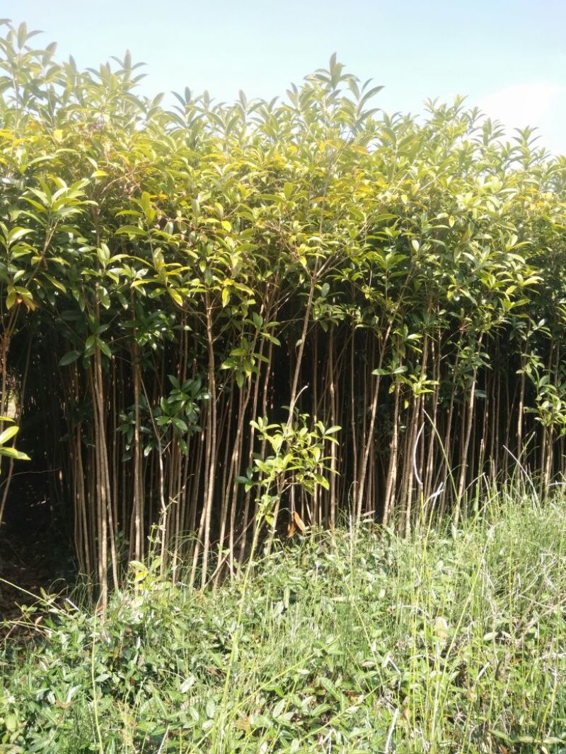 丹桂广西桂林大量供应！规格1-25公分大量有货！