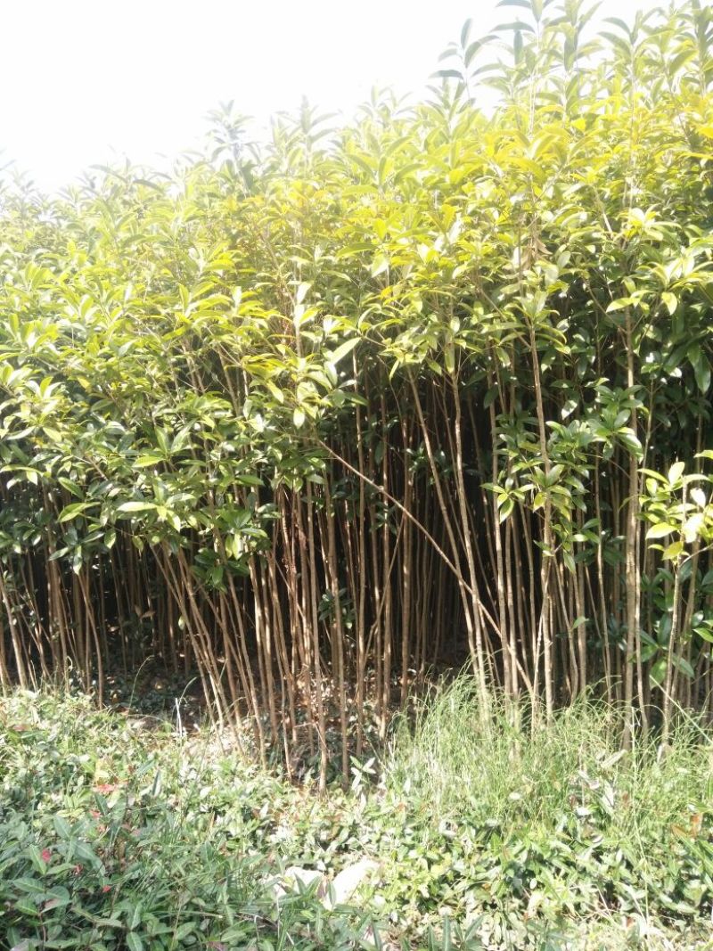 丹桂广西桂林大量供应！规格1-25公分大量有货！