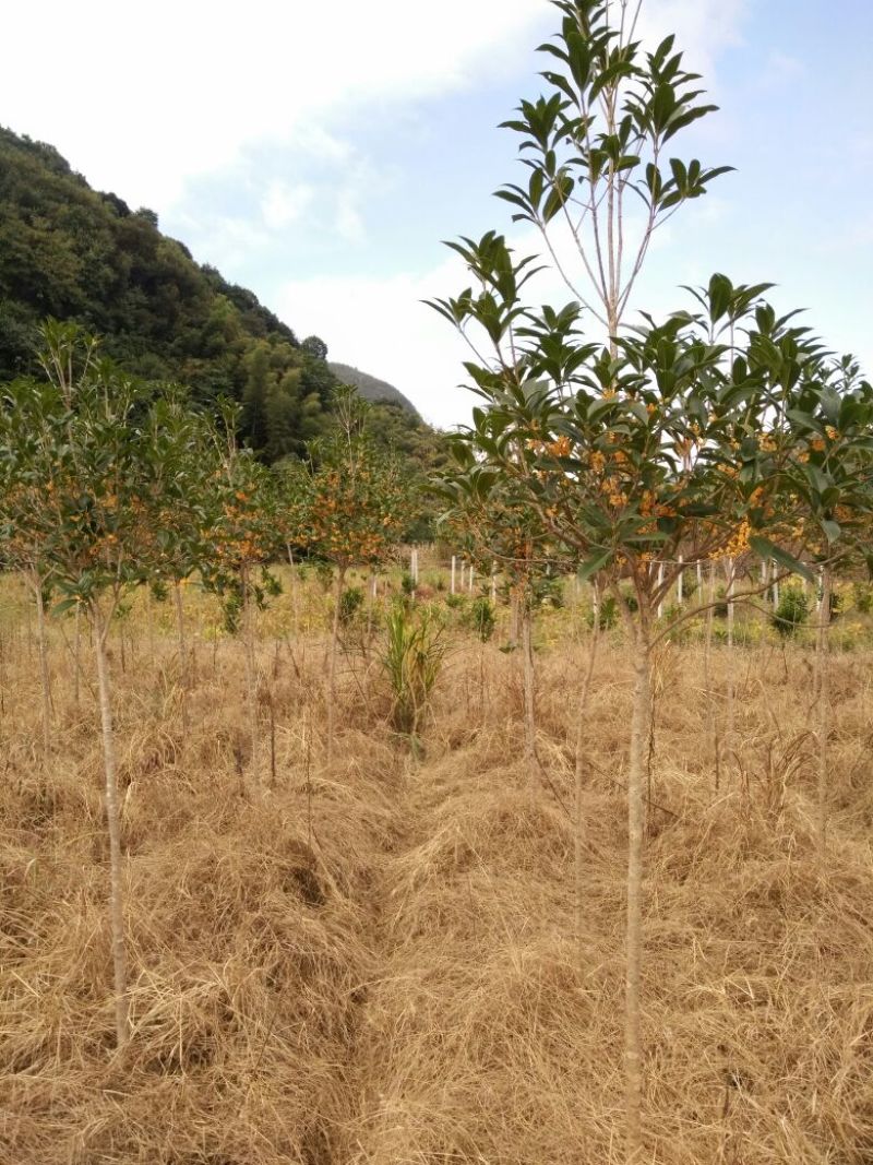 丹桂广西桂林大量供应！规格1-25公分大量有货！