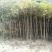 丹桂广西桂林大量供应！规格1-25公分大量有货！
