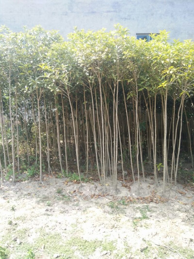 丹桂广西桂林大量供应！规格1-25公分大量有货！