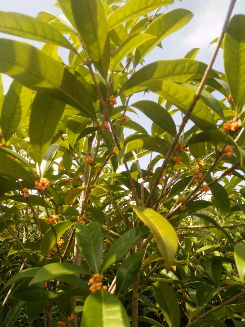 丹桂广西桂林大量供应！规格1-25公分大量有货！