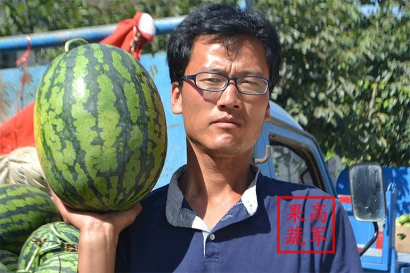 甜王蒲城高军果蔬合作社直供