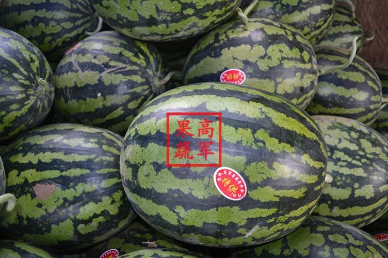 甜王蒲城高军果蔬合作社直供