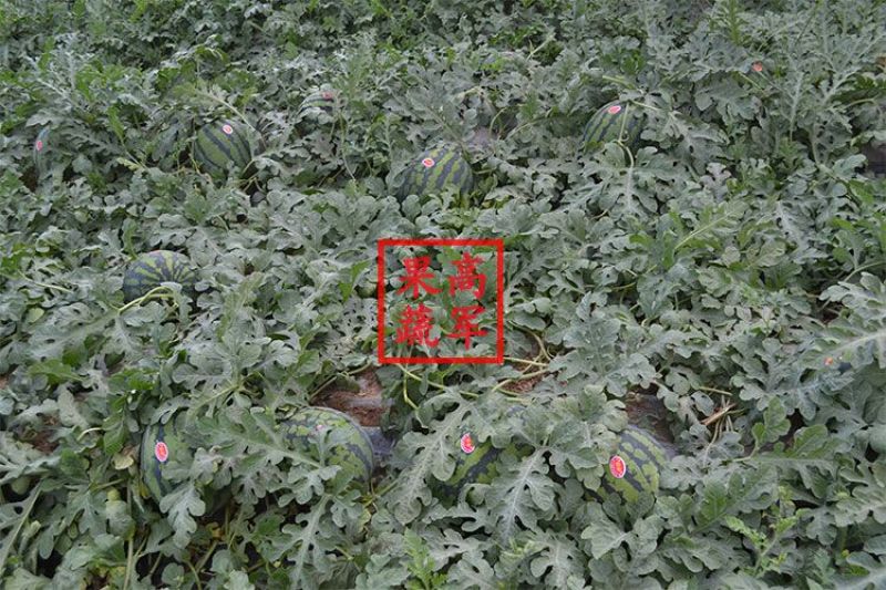 甜王蒲城高军果蔬合作社直供