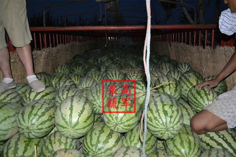 甜王蒲城高军果蔬合作社直供