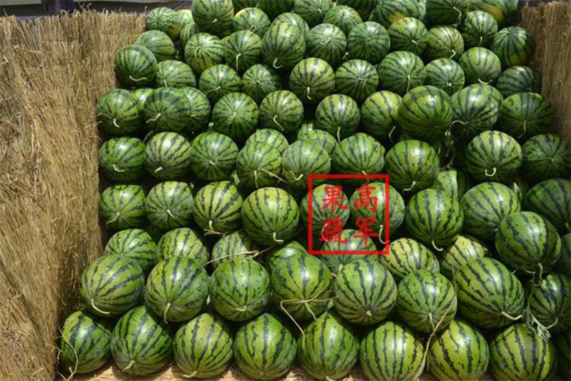 甜王蒲城高军果蔬合作社直供