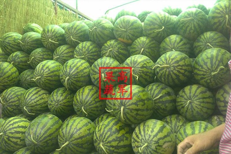 甜王蒲城高军果蔬合作社直供