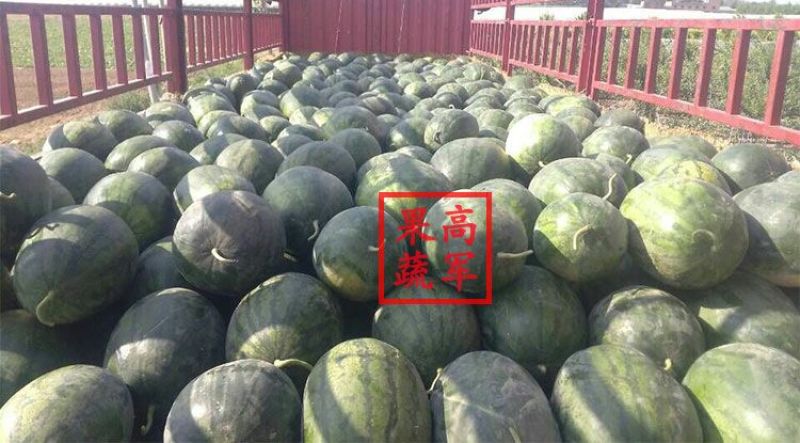 甜王蒲城高军果蔬合作社直供