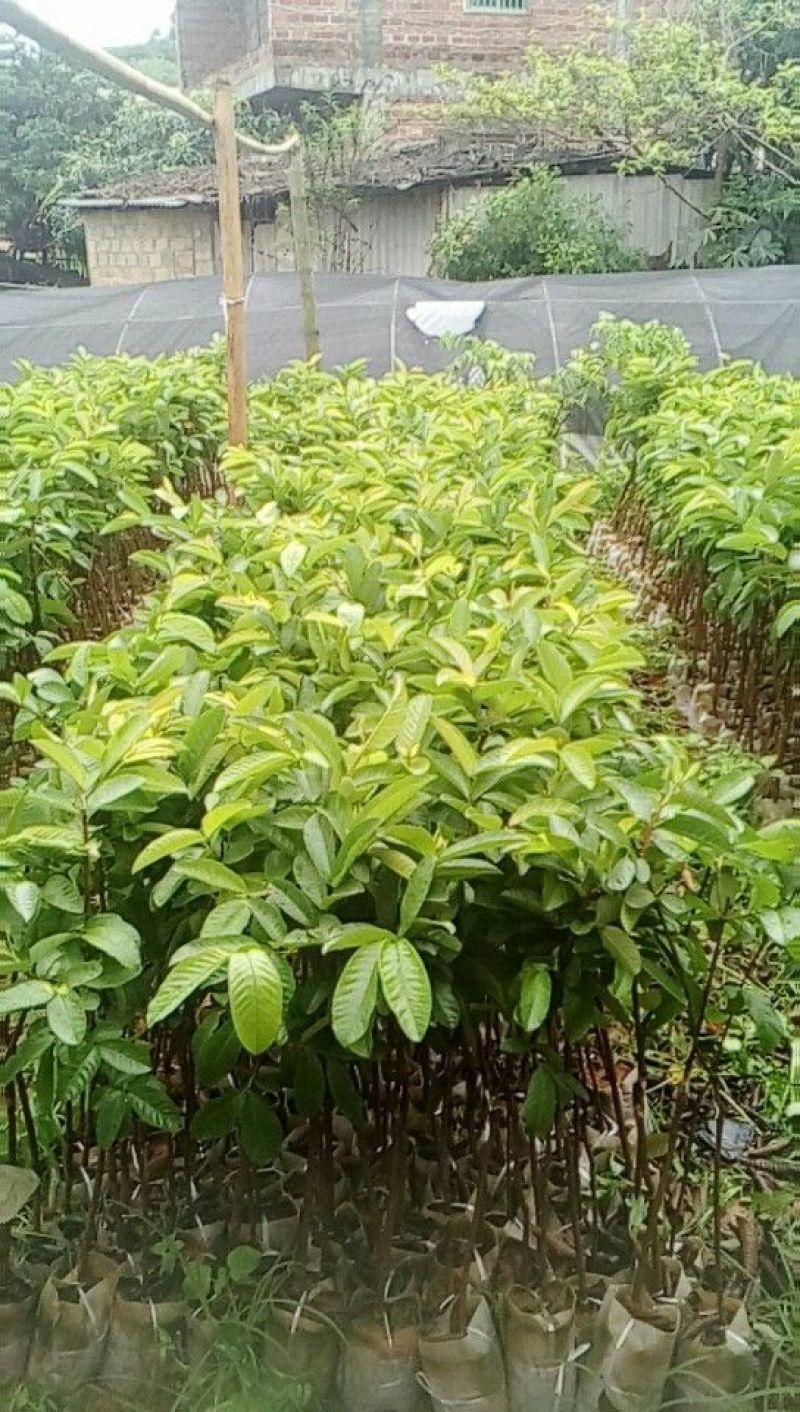 西瓜番石榴苗30~50cm