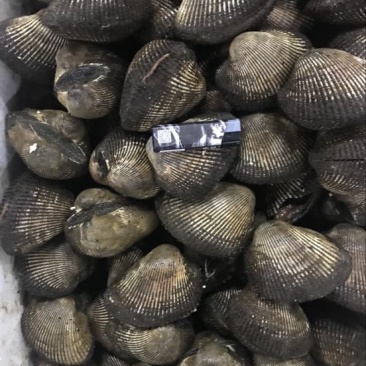 赤贝赤贝赤贝刺身赤贝赤贝大赤贝