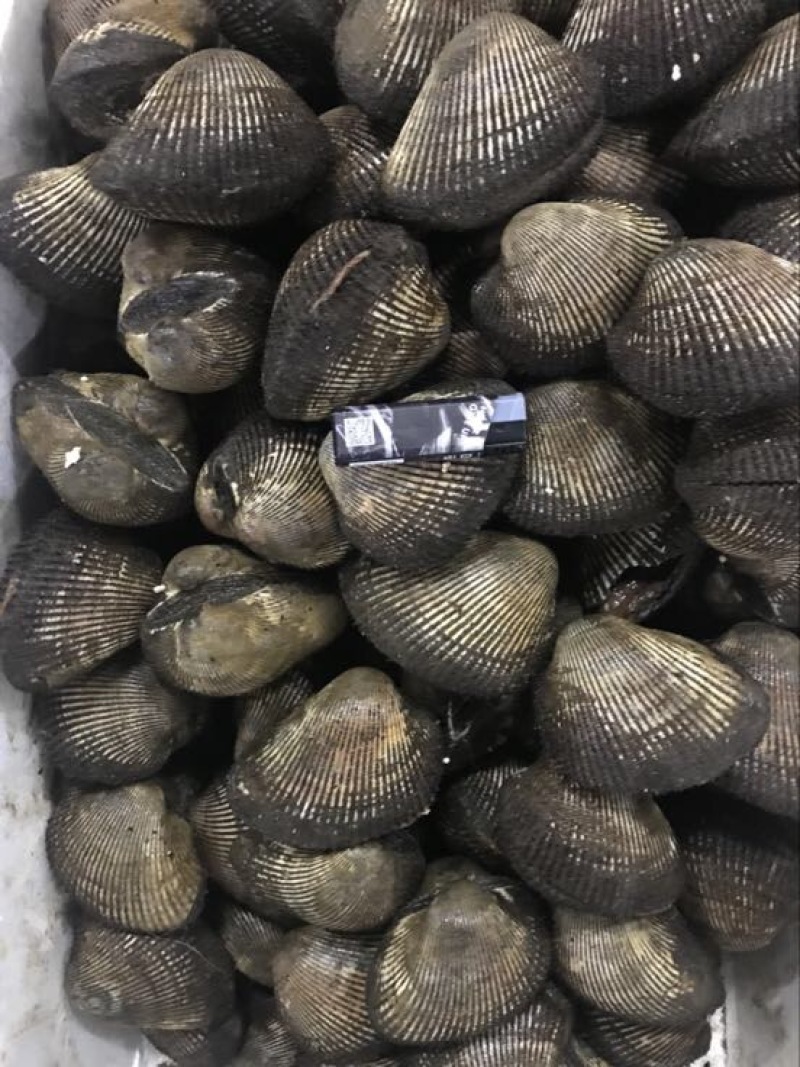 赤贝赤贝赤贝刺身赤贝赤贝大赤贝