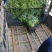 超级漂亮的西瓜红苗