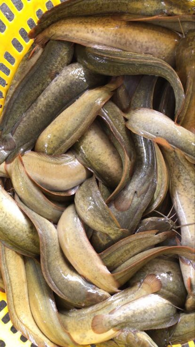 胡子鲶