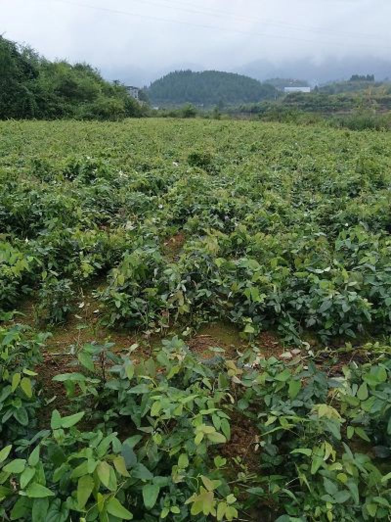 预知子八月瓜八月炸木通实生苗成活率高挂果快