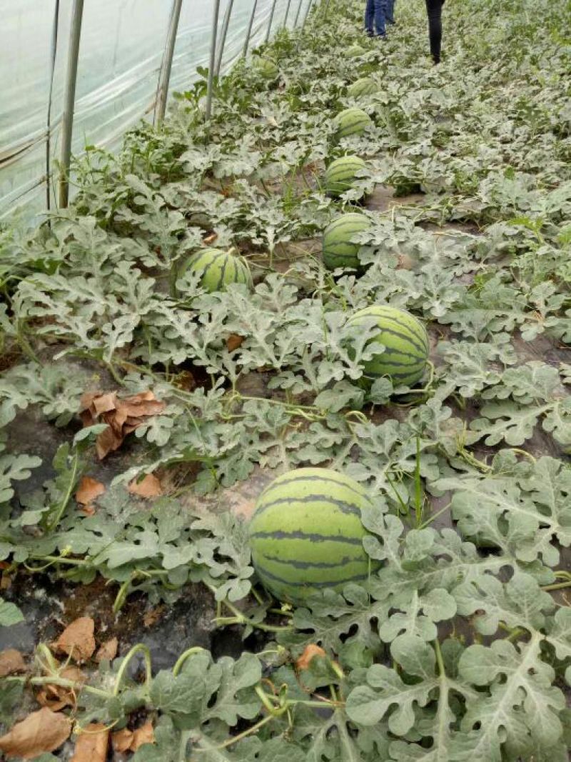 西瓜万亩大棚8424、甜王、京欣优质西瓜基地