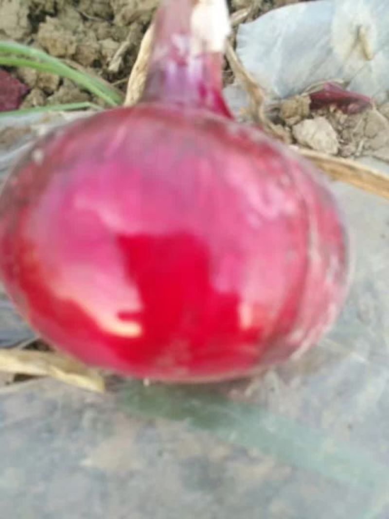 黄皮洋葱，紫皮洋葱，红洋葱，大量上市了产地直供