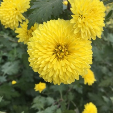 干菊花黄菊