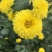 干菊花黄菊