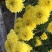 干菊花黄菊