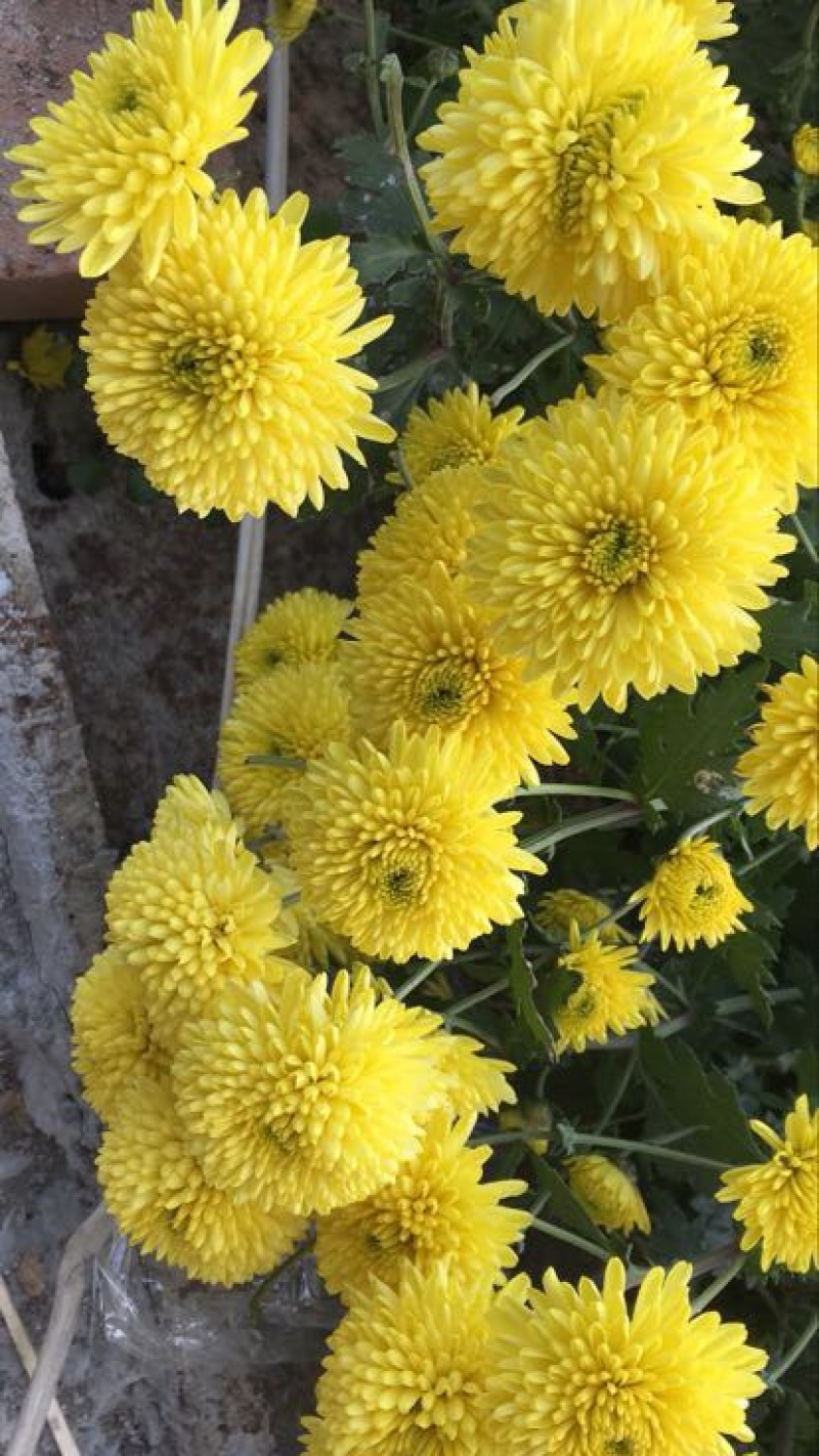 干菊花黄菊