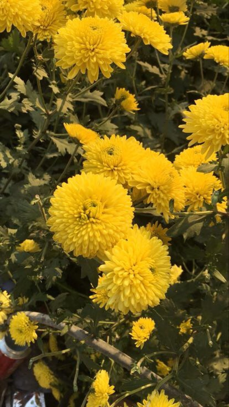 干菊花黄菊