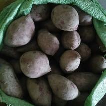 越南小紫薯1到2两