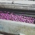 越南小紫薯1到2两