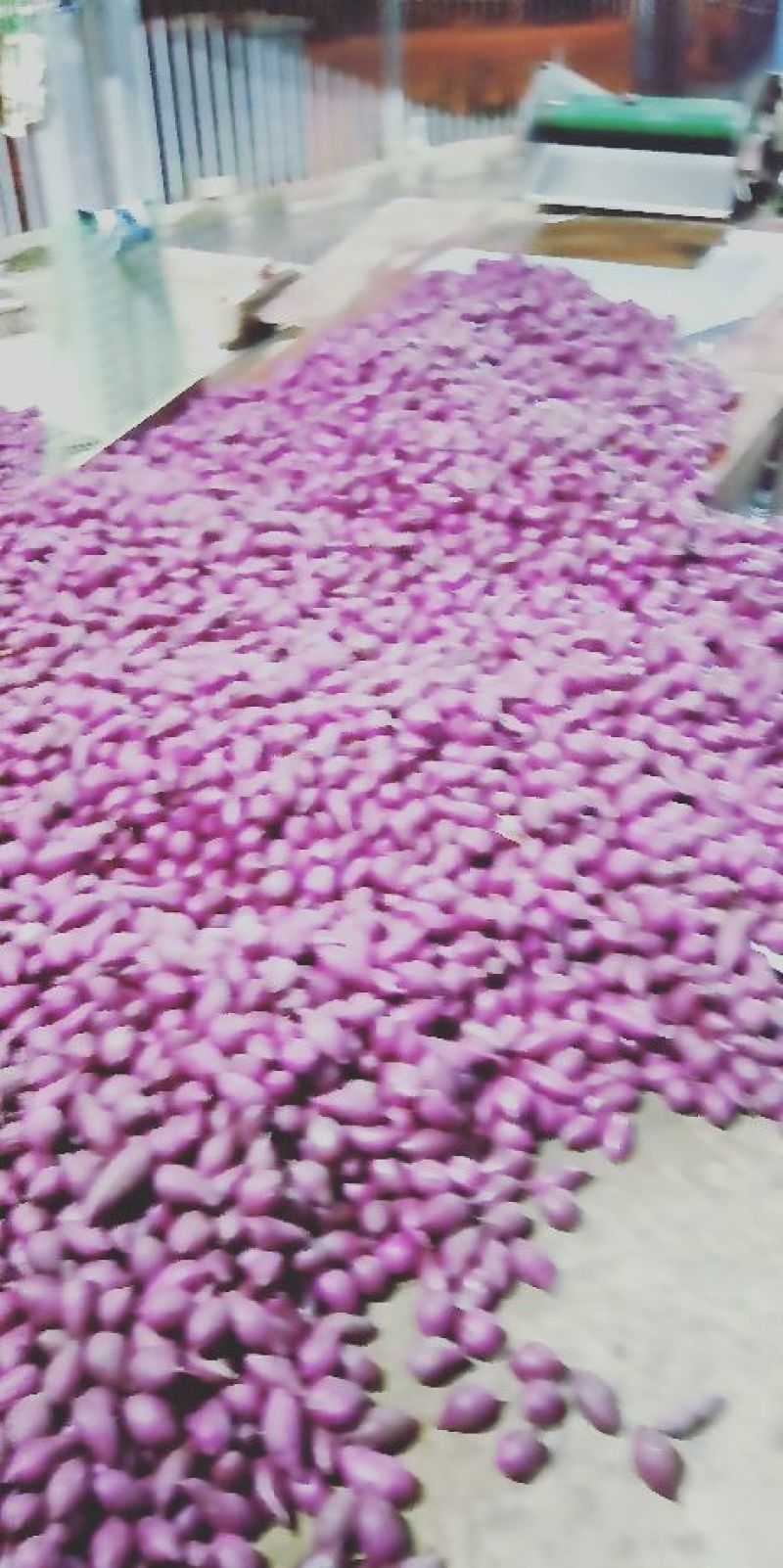 越南小紫薯1到2两