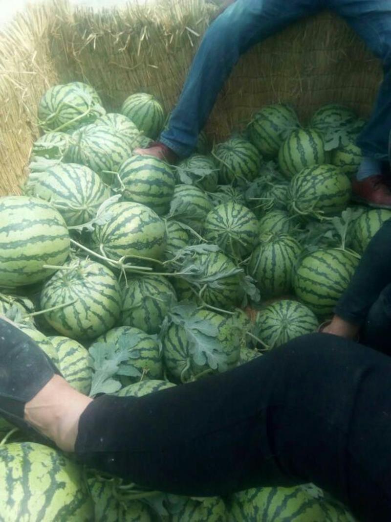 【推荐】安徽西瓜头茬8424西瓜6斤起8成熟可发全国