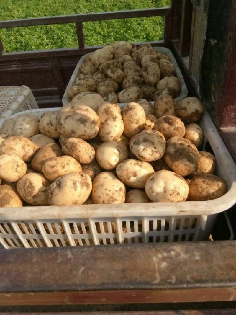 中薯5号优质土豆沙地个头大，表面光滑无中间商赚差价