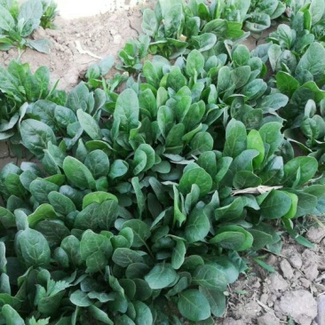 辽宁凌海菠菜大量上市