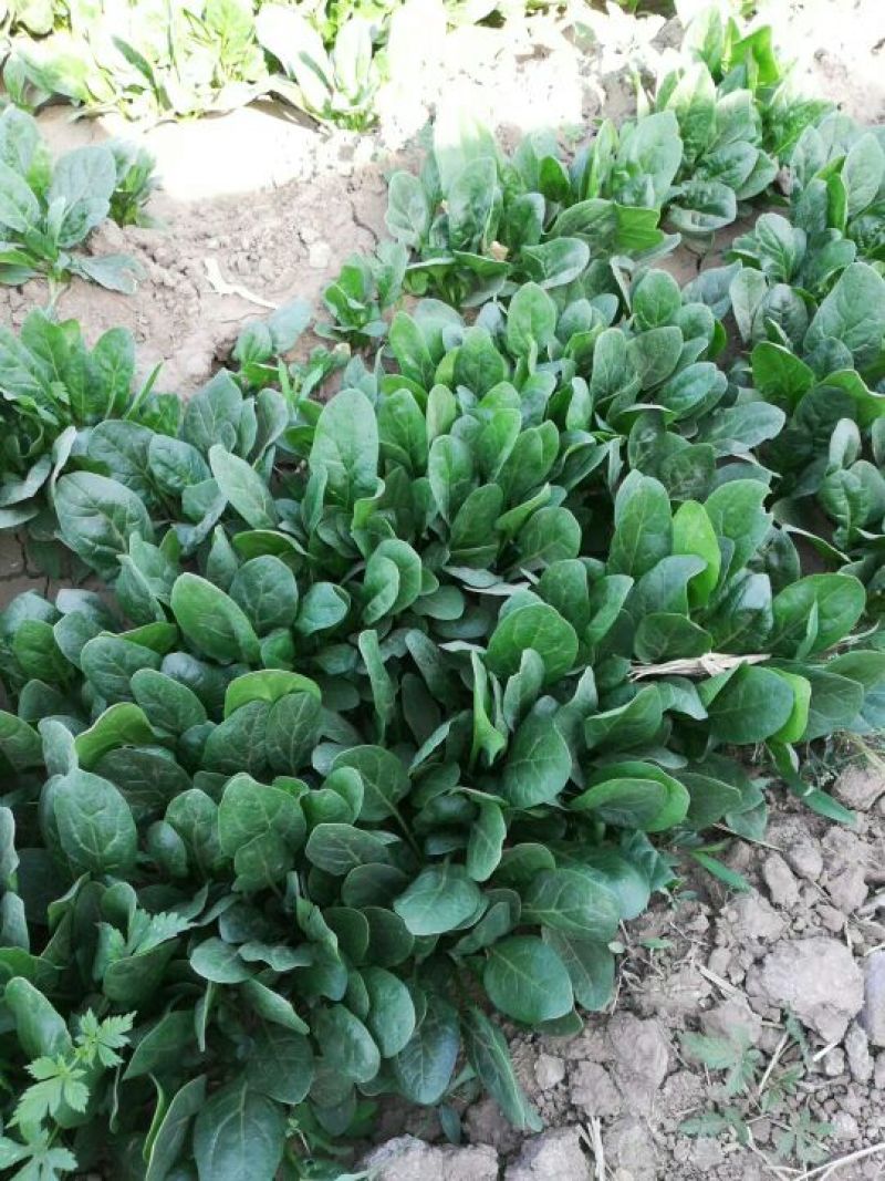 辽宁凌海菠菜大量上市