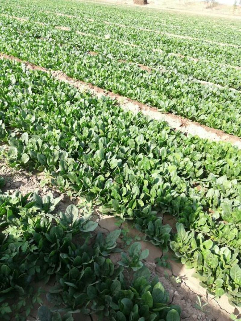 辽宁凌海菠菜大量上市
