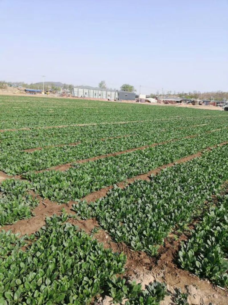 辽宁凌海菠菜大量上市
