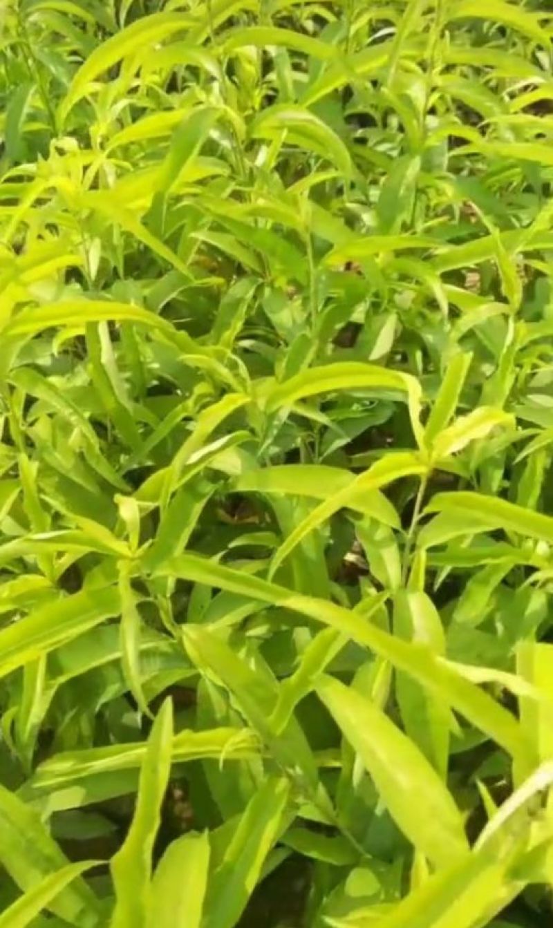 水蜜桃苗