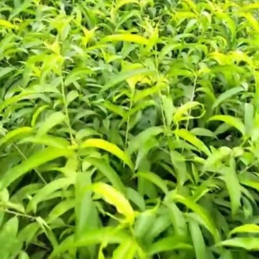 水蜜桃苗