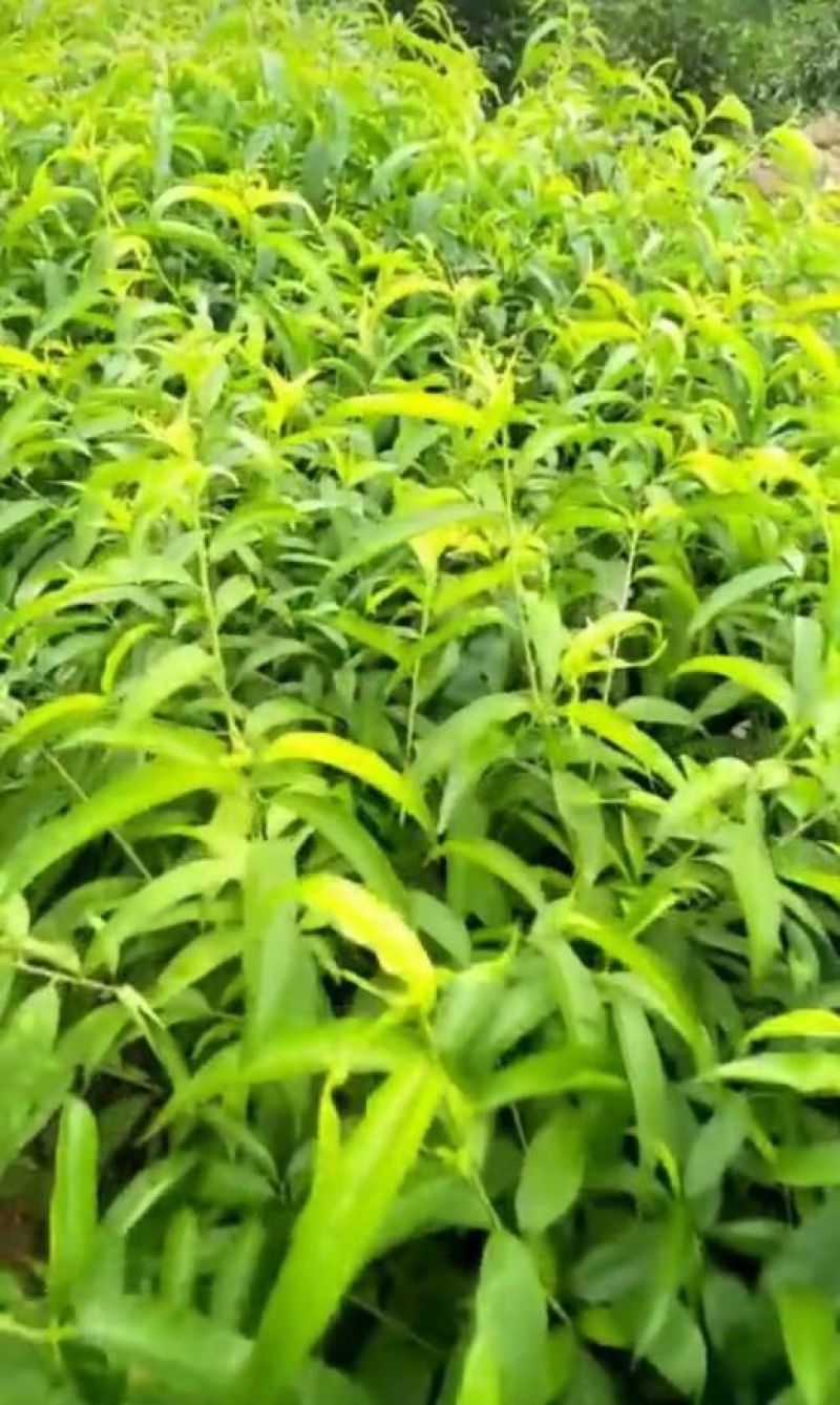 水蜜桃苗