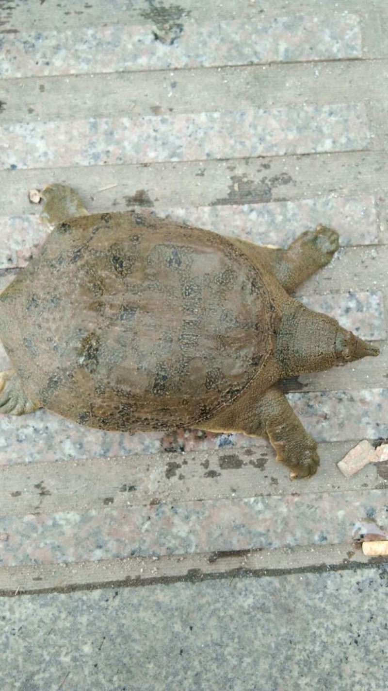 野生甲鱼从小到大都有