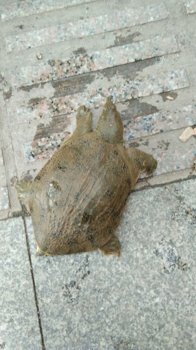 野生甲鱼从小到大都有