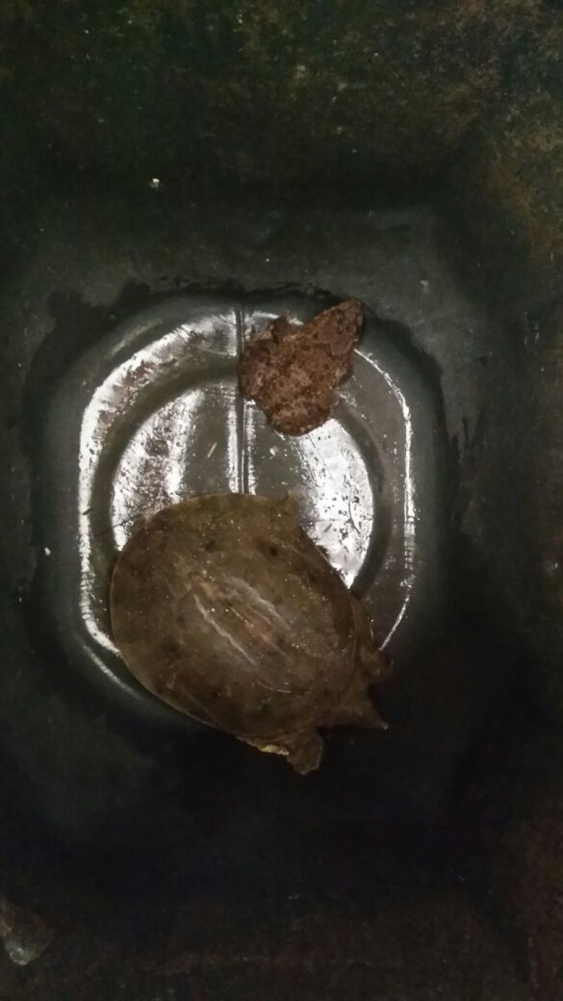 野生甲鱼从小到大都有