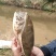 野生甲鱼从小到大都有