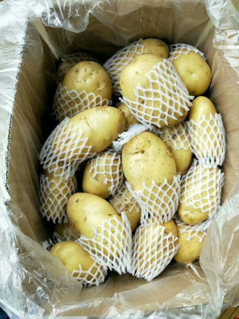 新鲜土豆即将上市静待花开